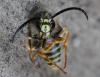 Dolichovespula sp.